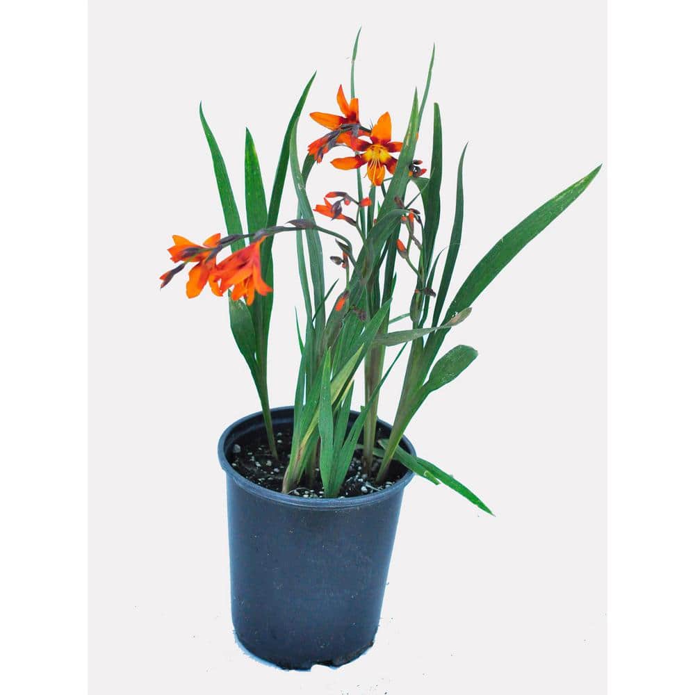 2.5 qt. Perennial Crocosmia Emily McKenzie