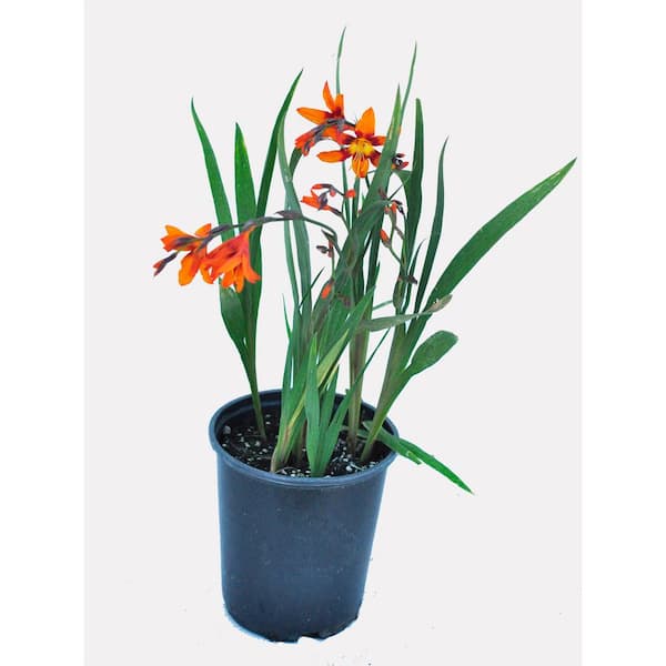 Unbranded 2.5 qt. Perennial Crocosmia Emily McKenzie