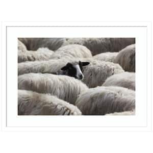 "The Sheeps Gaze" by Massimo Della Latta 1-Piece Wood Framed Color Animal Photography Wall Art 19 in. x 25 in.