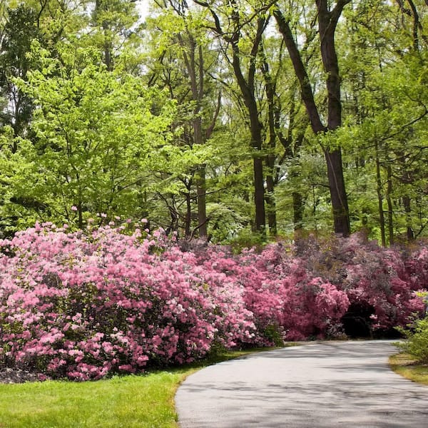 national PLANT NETWORK 3 gal. Native Azalea Varnadoes Pink Phlox