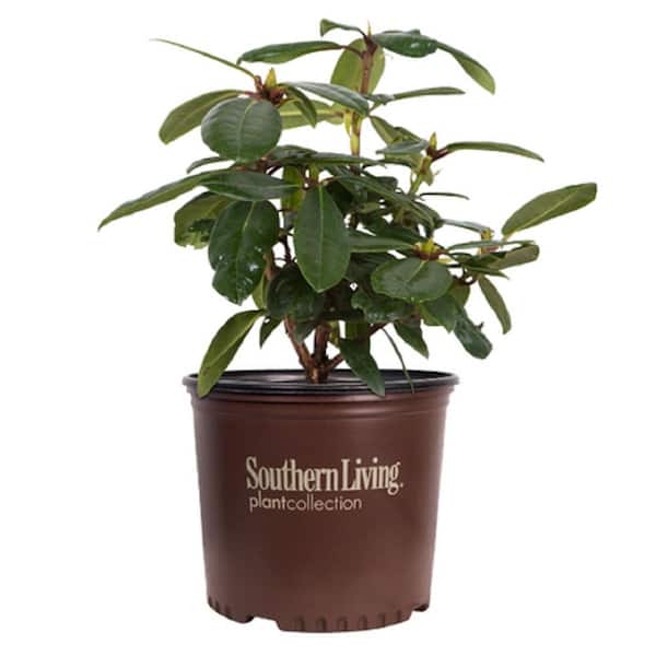 SOUTHERN LIVING 2 Gal. Radiance Southgate Rhododendron, Live Evergreen Shrub, Deep Lavender Buds open to Light Purple Blooms