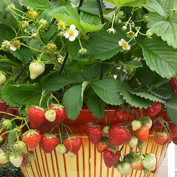 VAN ZYVERDEN Cosmopolitan Hanging Strawberry Basket (Set of 10)