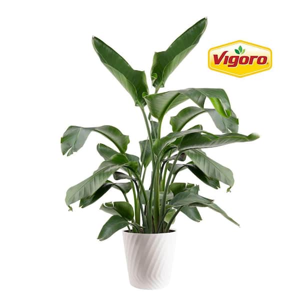 White Bird of Paradise Indoor Plant in 12 in. Decor Pot, Avg. Shipping Height 48-60 in. Tall