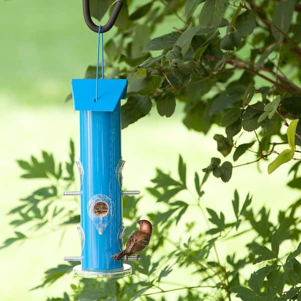 https://images.thdstatic.com/productImages/617ab8ae-5f1e-46ec-b205-fc15ca72e17b/svn/blue-perky-pet-bird-feeders-391-fa_600.jpg