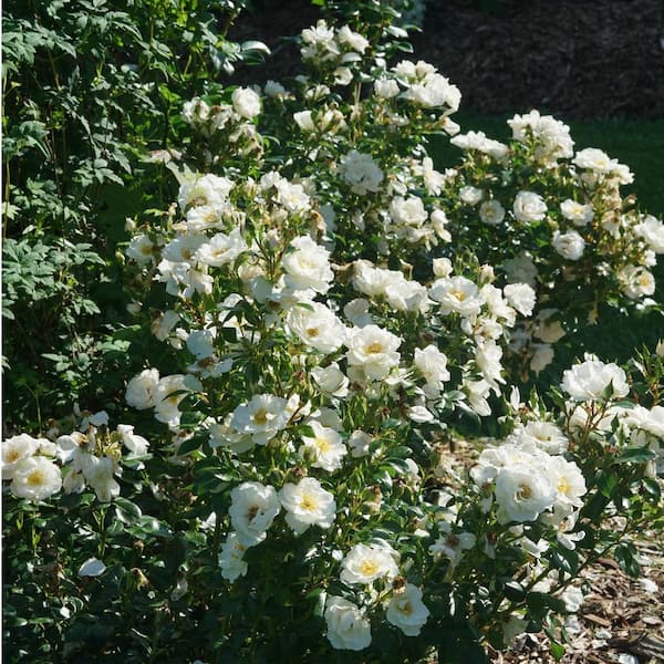 PROVEN WINNERS 4.5 in. qt. Oso Easy Ice Bay Rose (Rosa) with White