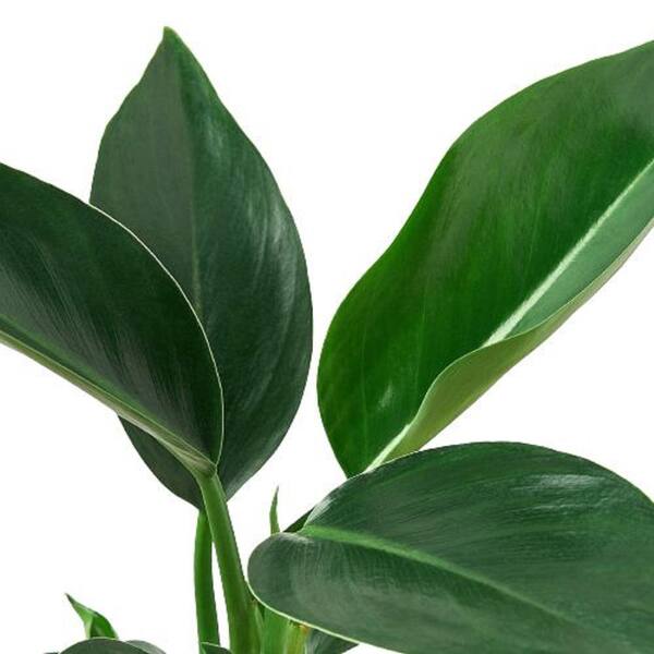 PROVEN WINNERS leafjoy Collection Philodendron Apple Live Indoor Plant ...