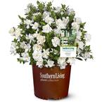 2 g Jubilation Gardenia Shrub with Fragrant White Flowers