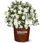 2 g Jubilation Gardenia Shrub with Fragrant White Flowers