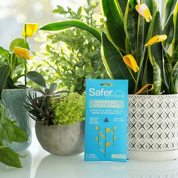 Safer Brand Houseplant Sticky Stake Insect Traps for Indoor Plants - Traps  Aphids, Whiteflies, Fruit Flies, Fungus Gnats (48-Traps) SH5026-3SR - The  Home Depot