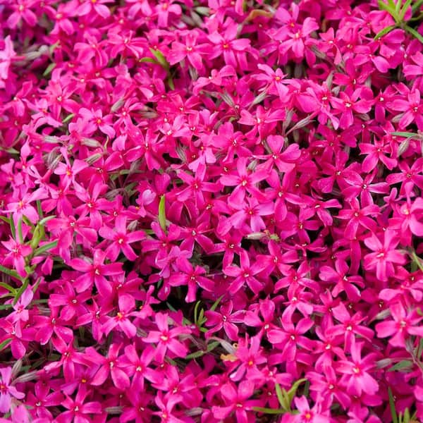 Crimson Beauty Creeping Phlox Flowering Perennial Groundcover Starter Plant (1-Pack)