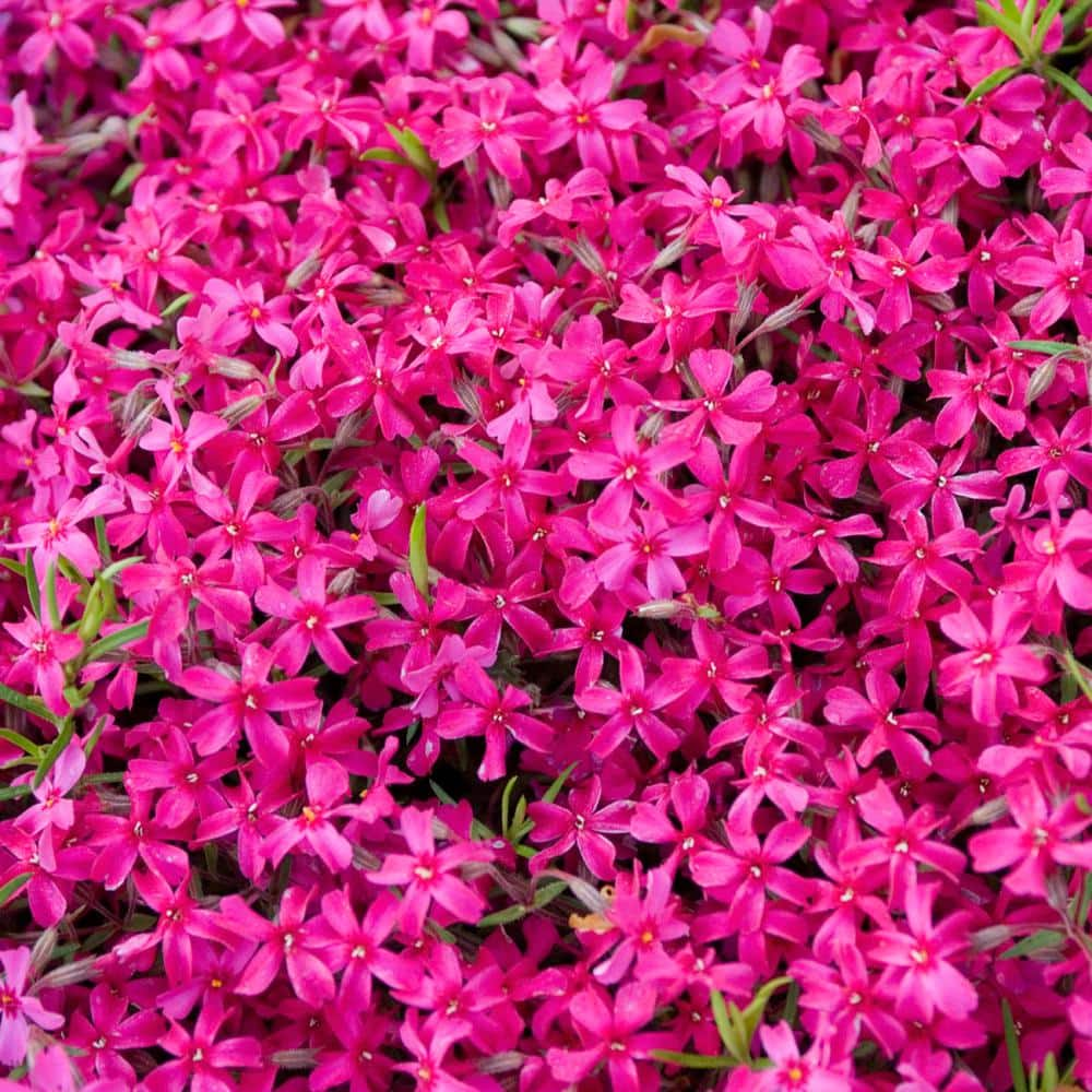 Reviews For Spring Hill Nurseries In Pot Crimson Beauty Red Flowering Phlox Live Potted