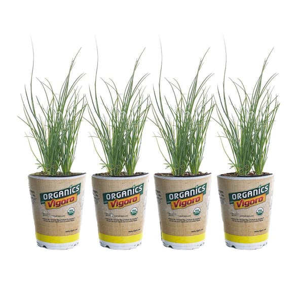 Vigoro 1 qt. Organic Chives Onion Plant (4-Pack)