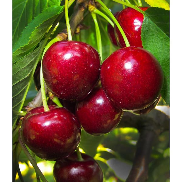 Online Orchards Lapins Cherry Tree - Self Pollinating, Delicious Dark-Red Sweet Cherries (Bare-Root, 3 ft. to 4 ft. Tall, 2-Years Old)