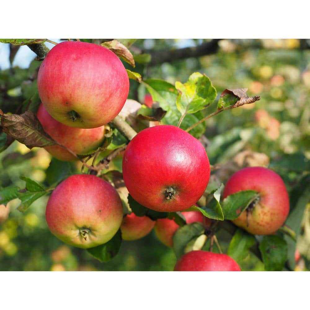Online Orchards Cortland 3 ft. - 4 ft. Tall 2-Years Old Apple Tree