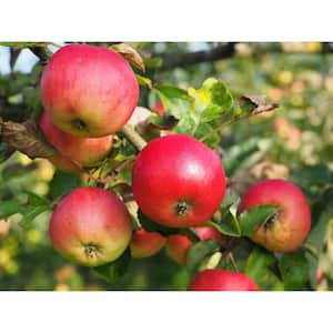Cortland 3 ft. - 4 ft. Tall 2-Years Old Apple Tree Bare-Root