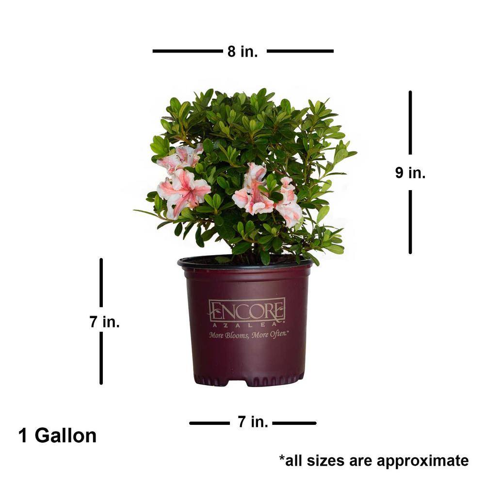 Autumn Starburst Coral Pink and White Azalea in 1 Gallon Pot