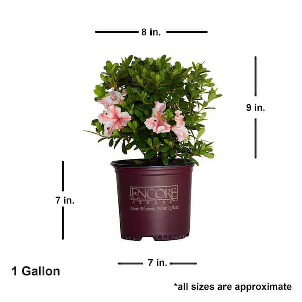 ENCORE AZALEA 1 Gal. Autumn Starburst Encore Azalea Shrub