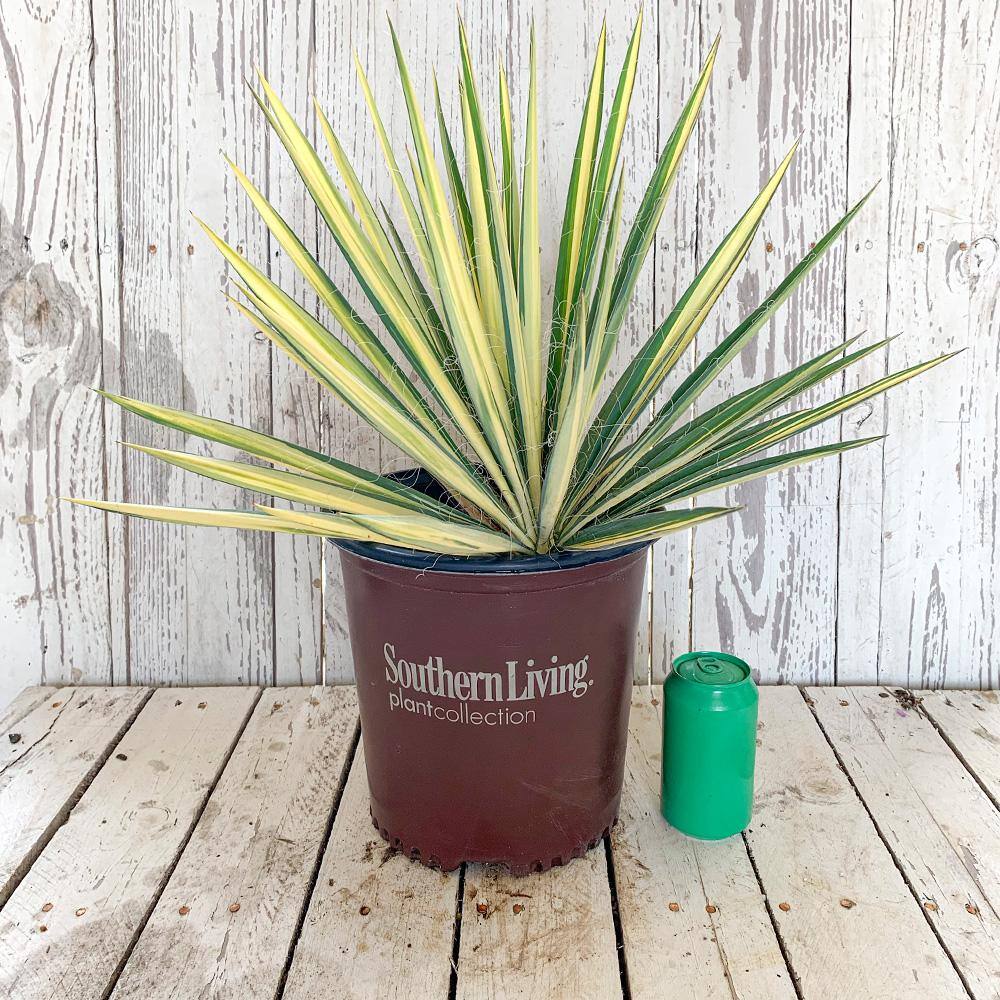 Southern Living Plant Collection 2 Gal Color Guard Yucca Adam S Needle With Variegated Creamy White And Dark Green Foliage 58382sl The Home Depot