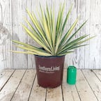 2 Gal. Color Guard Yucca (Adam's Needle) with Variegated Creamy White and Dark Green Foliage