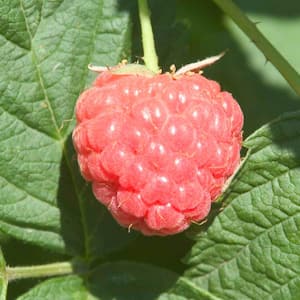 Prelude Raspberry Rubus Live Bareroot Fruiting Plant (1-Pack)