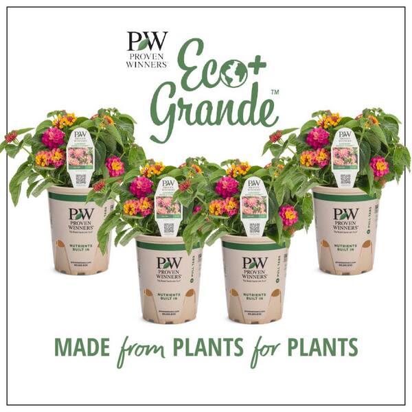 PROVEN WINNERS 4.25 in. Eco+Grande Luscious Royale Cosmo (Lantana) Live Plants, Pink and Orange Flowers (4-Pack)