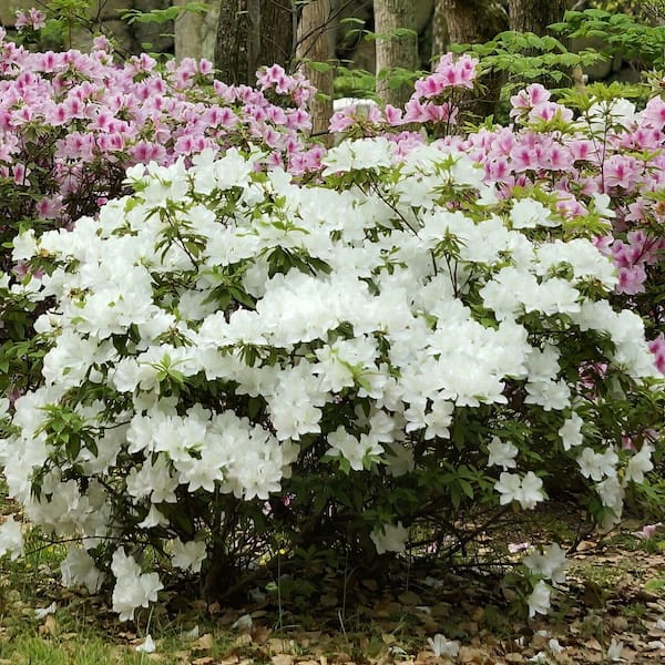 national PLANT NETWORK 4 in. Azalea FlorAmore White Shrub (3-Pack
