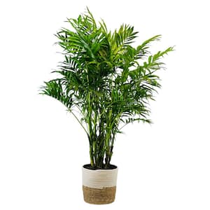 1.9 Gal Palm Majesty Plant in 9.25 In. Deco Weave Basket