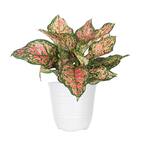 hanging basket spider plant Reverse Spider Plant - 6