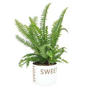 Grower's Choice Fern Plant 6 in. Home Sweet Home Ceramic
