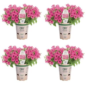 4.25 in. Eco Plus Grande, Supertunia Mini Vista Hot Pink (Petunia), Live Annual Plant, with Pink Flowers (4-Pack)