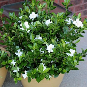 2.5 Qt. White Blooms Variegated Radicans Gardenia Plant