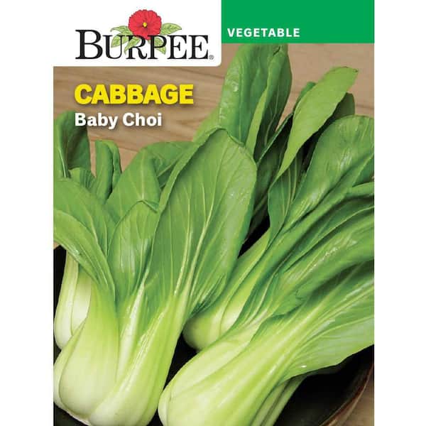 Cabbage Baby Choi Vegetable Seed