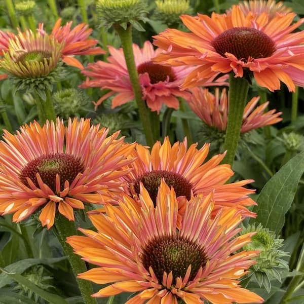 national PLANT NETWORK 3.25 in. Echinacea SunSeekers Rainbow Coneflower Perennial Plant with Multicolor Flowers (3-Pack)