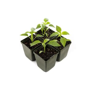 4 in. Jalapeno Pepper Plant (4-Pack)