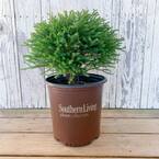 2 Gal. Pancake Arborvitae Shrub with Low-Growing Blue-Green Foliage
