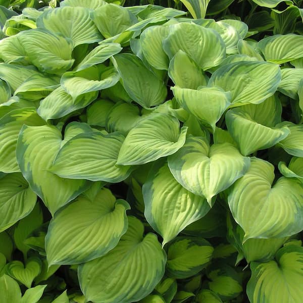 national PLANT NETWORK Bare Root Guacamole Hosta Perennial Plant with Green Foliage ( 3-piece )