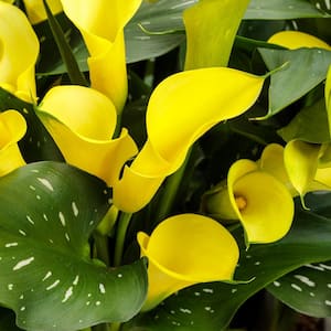 6.5 in. Be My Sunshine Calla Lily Hybrid (Zantedeschia), Yellow Flowers