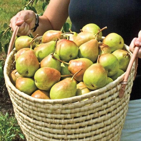 Gurney's Pear Fruit Tree Northern Assortment, Live Bareroot Fruit Trees, (4-Pack)