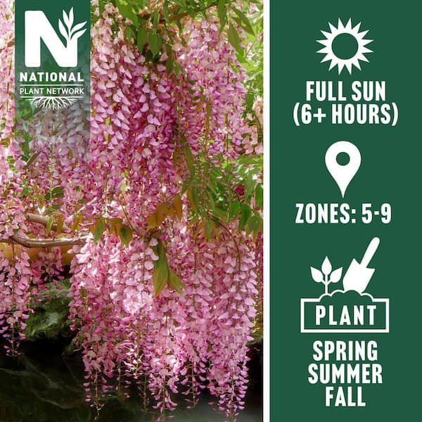 national PLANT NETWORK 1 gal. Pink Wisteria Plant with Pink