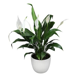 Peace Lily with White Flowers (Spathiphyllum) Live House Plant in 6 in. White Textured Ceramic Pot