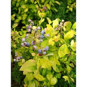 4.5 in Qt. Sky Dew Gold Northern Highbush Blueberry (Vaccinium), Live Shrub, White Flowers