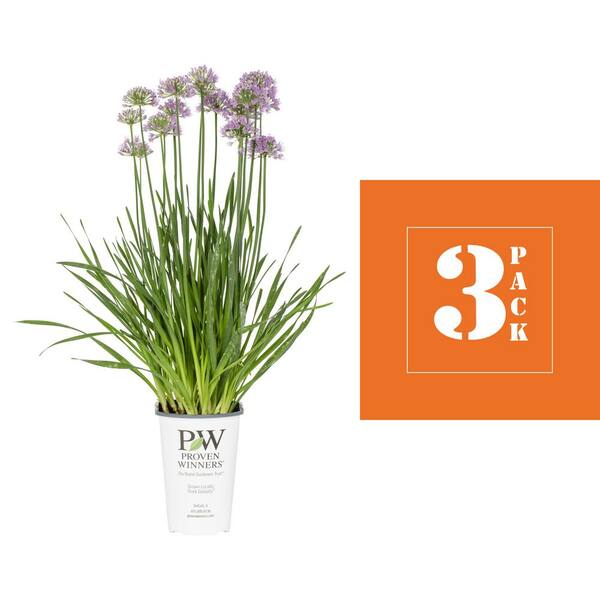 METROLINA GREENHOUSES 2.5 qt. Proven Winners Allium Serendipity