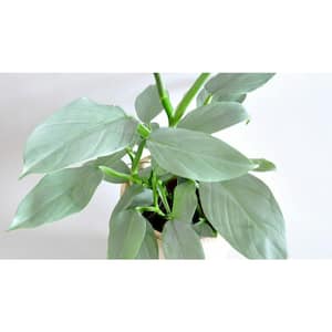 Silver Sword Philodendron - Live Plant in a 4 in. Pot - Philodendron Hastatum 'Silver Sword' - Stunning Houseplant