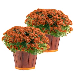 Orange Ready to Bloom Fall Chrysanthemum Outdoor Plant in 3 qt. Bushel Barrell, Avg.Shipping Height 1-2 ft. (2-Pack)