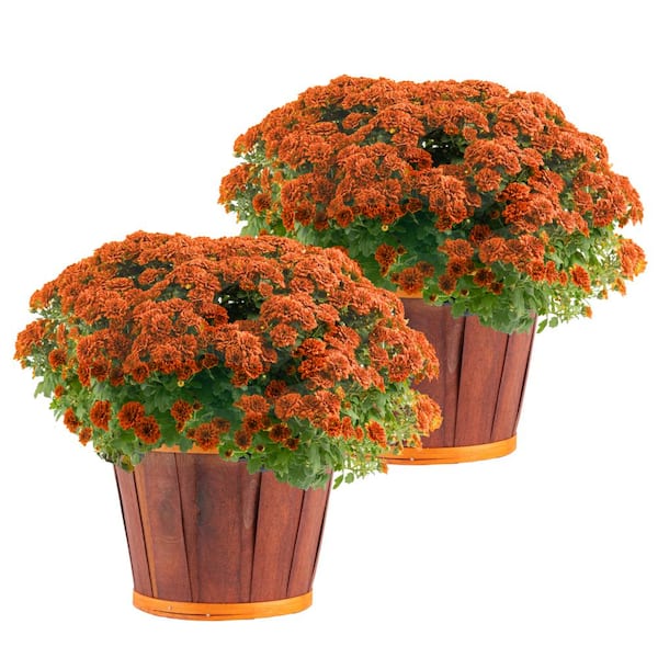 Costa Farms Orange Ready to Bloom Fall Chrysanthemum Outdoor Plant in 3 qt. Bushel Barrell, Avg.Shipping Height 1-2 ft. (2-Pack)