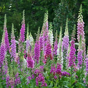 2 Gal. Camelot Lavender Foxglove (Digitalis) Live Perennial Plant with Pink Flowers