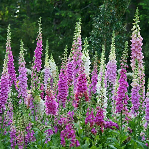 Metrolina Greenhouses 2 Gal. Camelot Lavender Foxglove (Digitalis) Live Perennial Plant with Pink Flowers