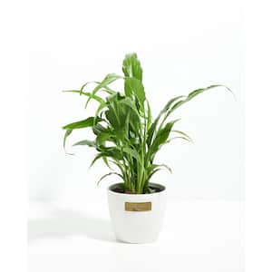 4 in. Peace Lily (Spathiphyllum) Plant in Coconut Pot