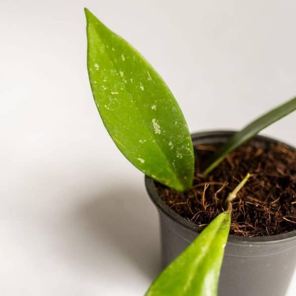 Wekiva Foliage Porcelain Flower Hoya-Hoya 'Pubicalyx'-Live Plant in a 2 in. Pot-Vining Houseplants Straight from The Nursery