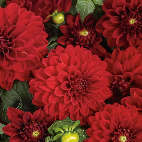 Proven Winners 4.25 in. Eco+ Grande Virtuoso Classy Carmine Dahlia (Variabilis) Live Annual Plant with Red Flowers 4-Pack